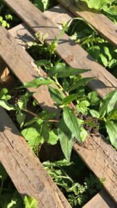 Vihreitä kasveja ja rikkaruohoja kasvaa puisen kuormalavan lautojen välistä. Green plants and weeds are growing through the wooden boards of a pallet.